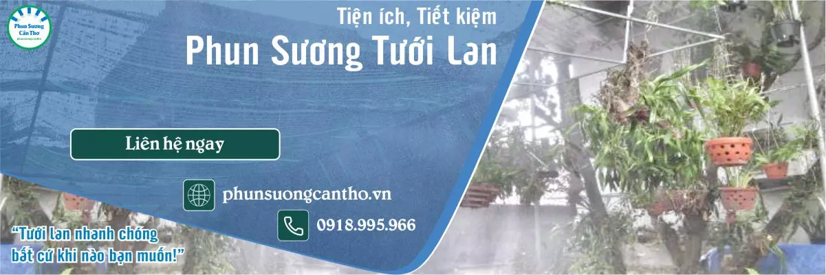 phun sương tưới lan