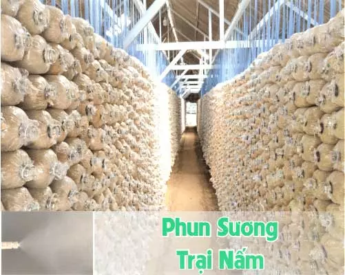 phun sương trại nấm